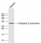 Apoptosis Research Antibody Assembly kit